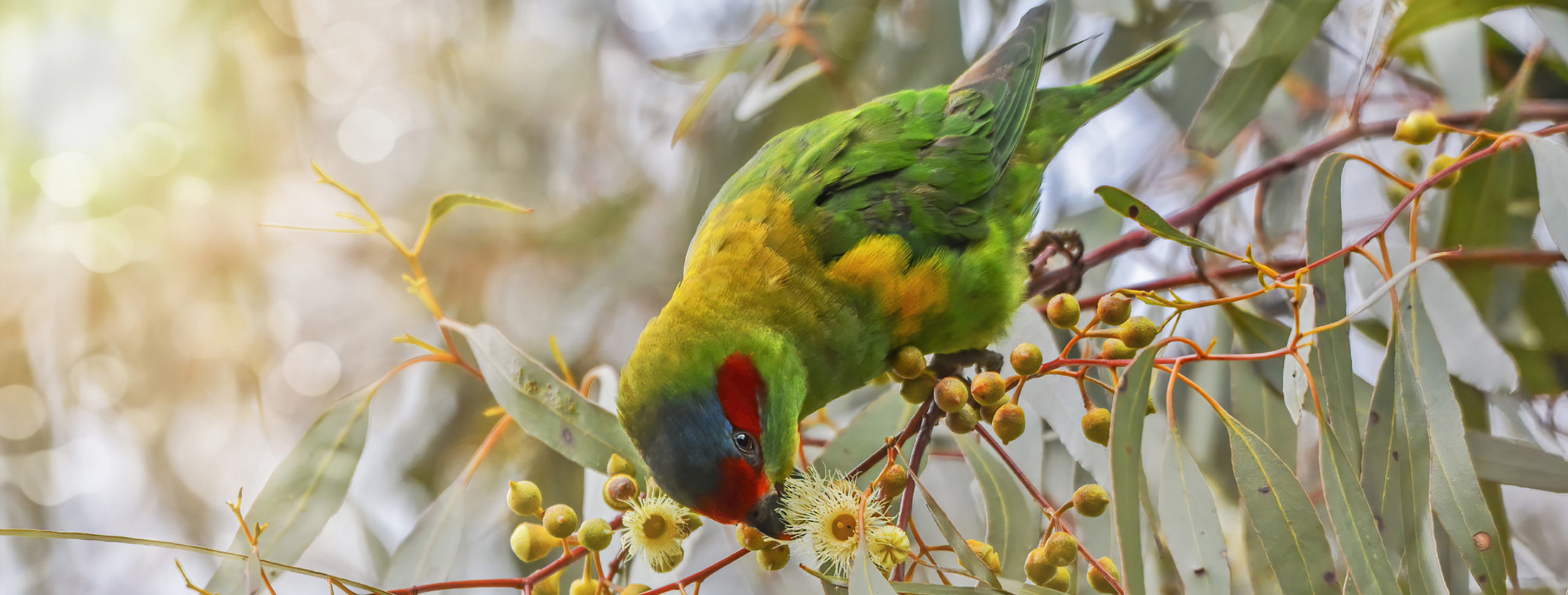Musk Lorikeet feeding on flowering gum nectar